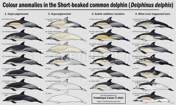 Colour anomalies in Short-beaked common dolphins