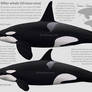 The Killer whale - Orcinus orca