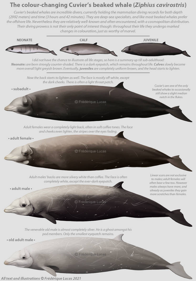 The colour-changing Cuvier's beaked whale by namu-the-orca on DeviantArt