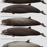 The Bottlenose Whales