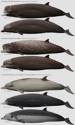 The Bottlenose Whales
