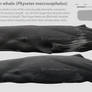 The Sperm whale