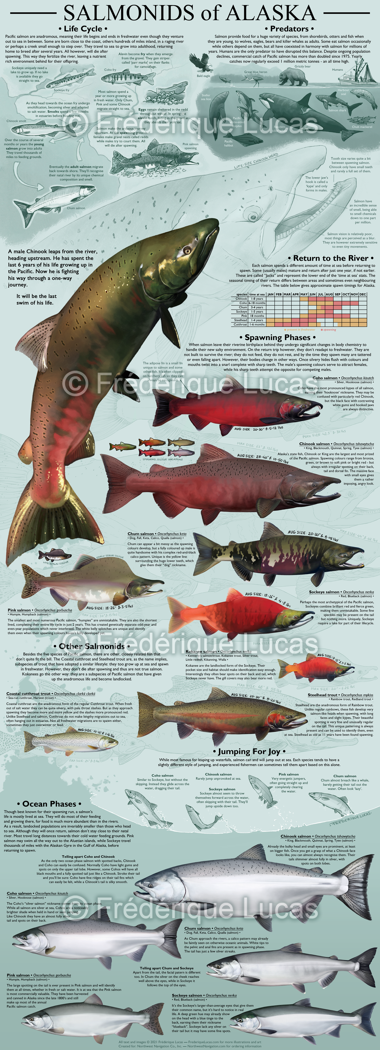 Alaska Fish Chart SALMONIDS of ALASKA by namu-the-orca on DeviantArt