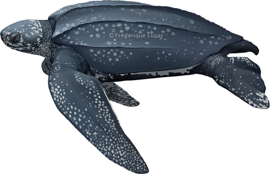 The Leatherback sea turtle - Dermochelys coriacea