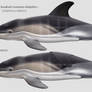 Short-beaked common dolphin newborn