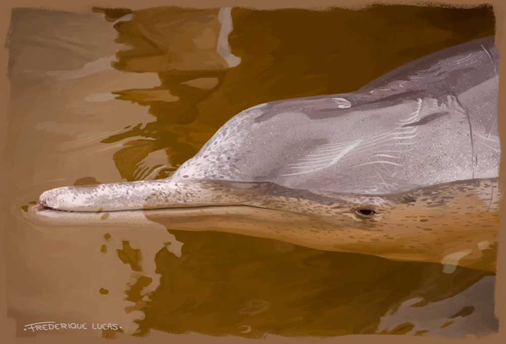 Cetacean photo studies