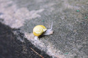 positive snail