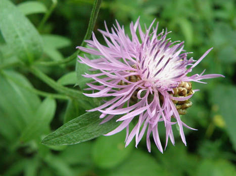 Arctium