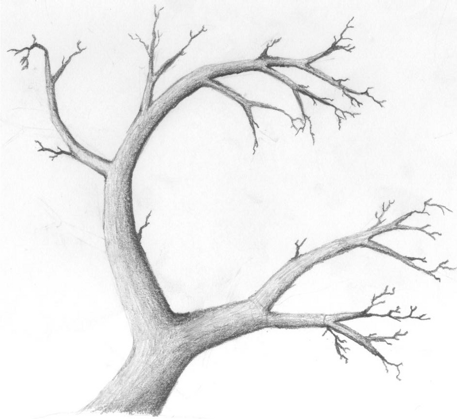 Дерево с цветами без листьев. Нарисовать ствол дерева. Дерево рисунок карандашом. Дерево без листьев карандашом. Ветка дерева карандашом.