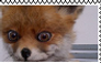 Stoned Fox Stamp