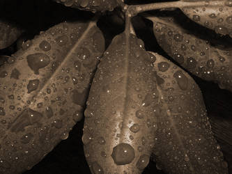 wet leaves 4