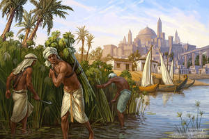 Harvesting the reeds
