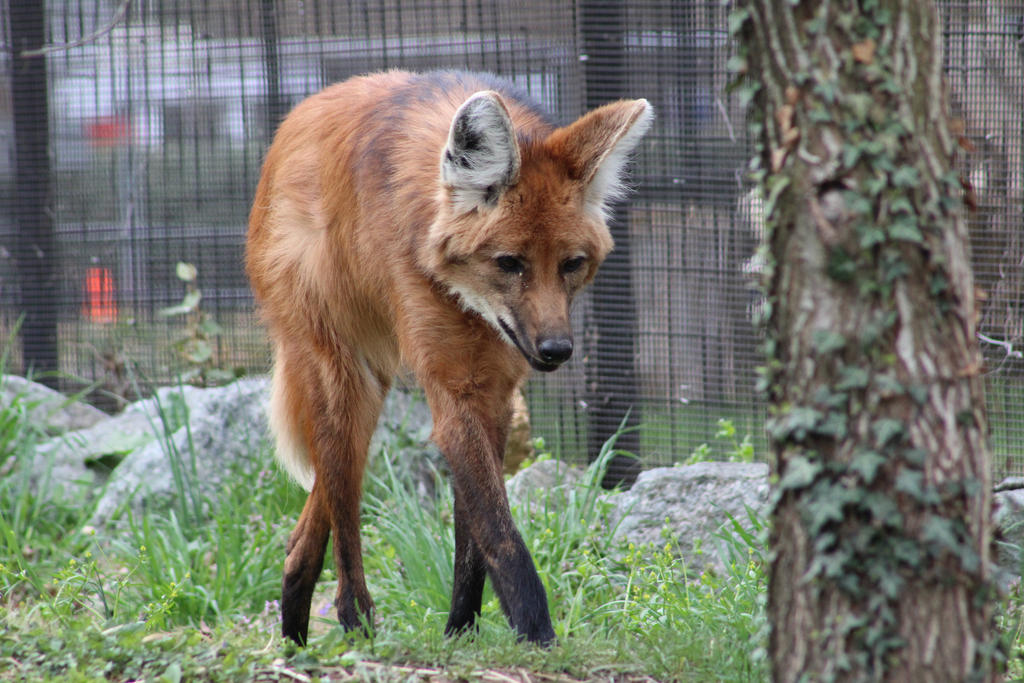 Maned Wolf 15