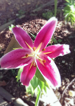 Pink summer bloom