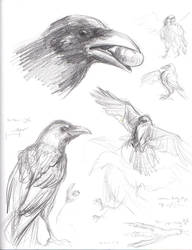 Raven sketches