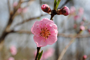Flowering peach. by herrerojulia
