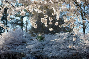 Flowering cherries... by herrerojulia