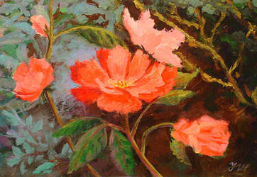 Wild rose. by herrerojulia