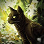 hollyleaf