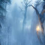Winter - Forestscape - Collection