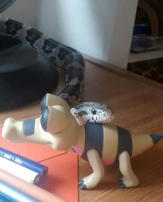 this is my snake