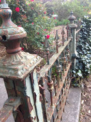 Iron Fence and Roses