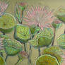Lilies are dreamers
