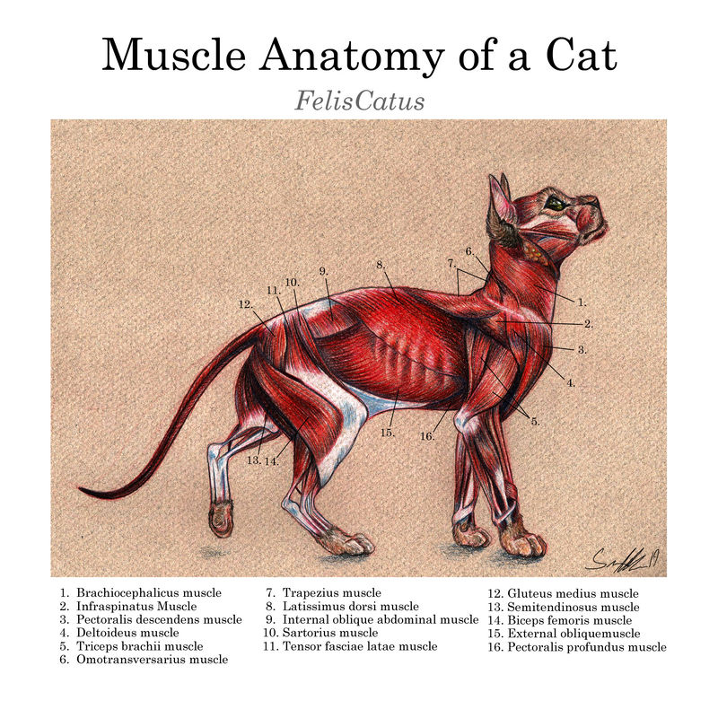 Mucel Cat Cat Muscle Dissection Pictures Labeled – DEIYSP