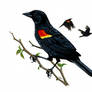 Red Winged Blackbird in Gouache