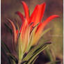 Indian Paintbrush