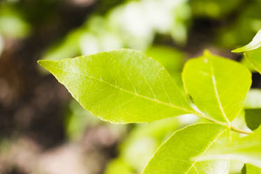 Shiny leaves