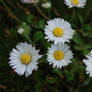 Some daisies in the grass