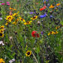 Meadow Flowers