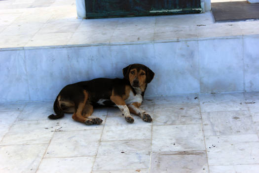 Friendly stray in Greece