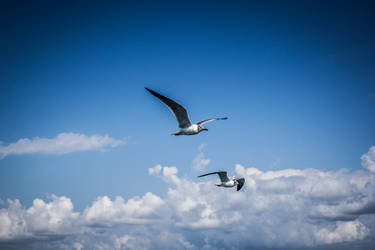 Gulls over Cuba