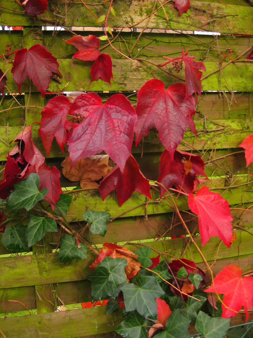 Burning leaves