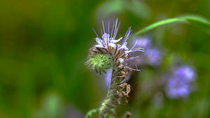 Golden Ratio - 5K Macro Photo - 5K
