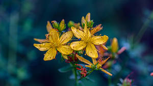 Yellow Gemini - Nature Macro Photo - 5K