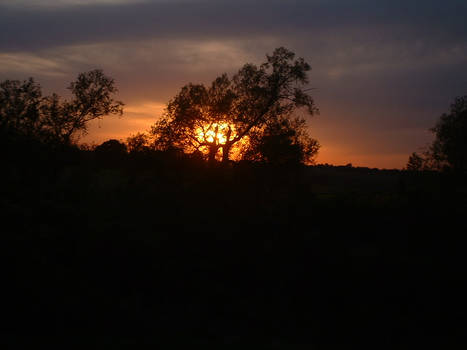 Sunset through the Trees