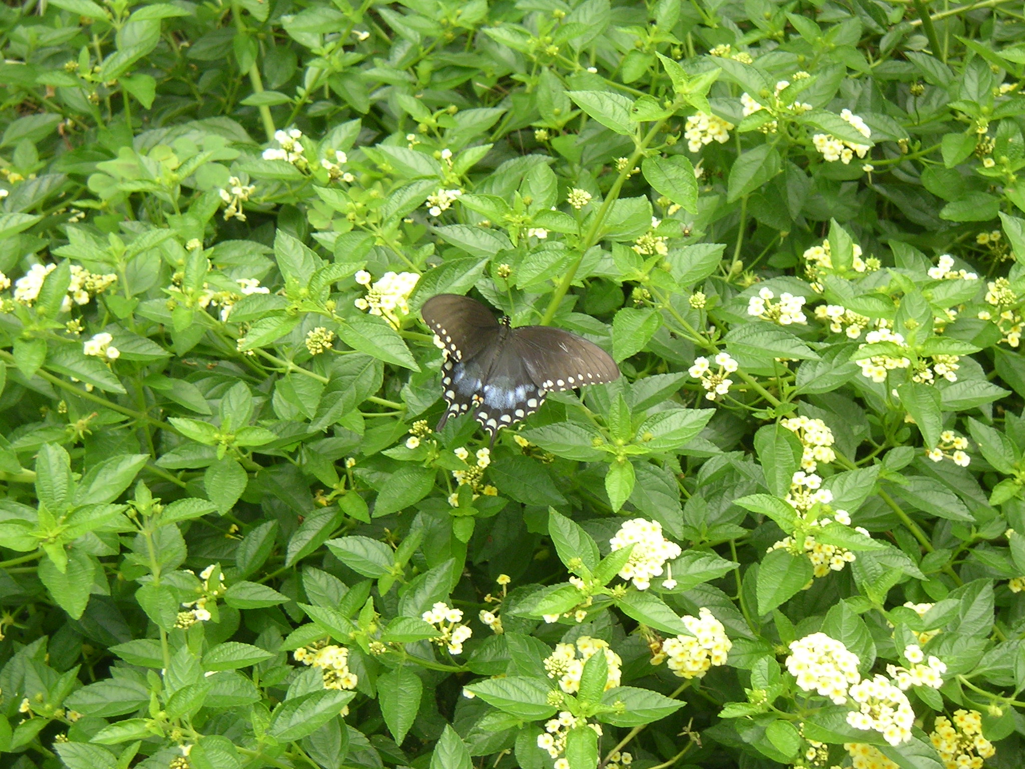 Black and Blue 1 of 3