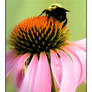 Echinacea