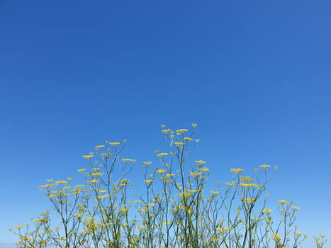 Fennel Sky