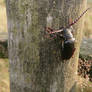 Broad-necked root borer