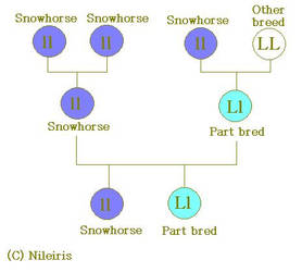 Snowhorse coat example by Nileiris