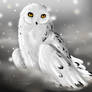 ~ Snowy Owl ~