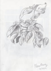 a plant