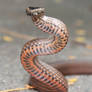 Golden Crowned Snake, Cacophis squamulosus