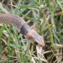 Eastern Brown Snake, Pseudonaja textilis 2