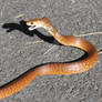Eastern Brown Snake, Pseudonaja textilis 3