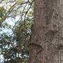 Green Tree Snake, Dendrelaphis punctulata Climb 4